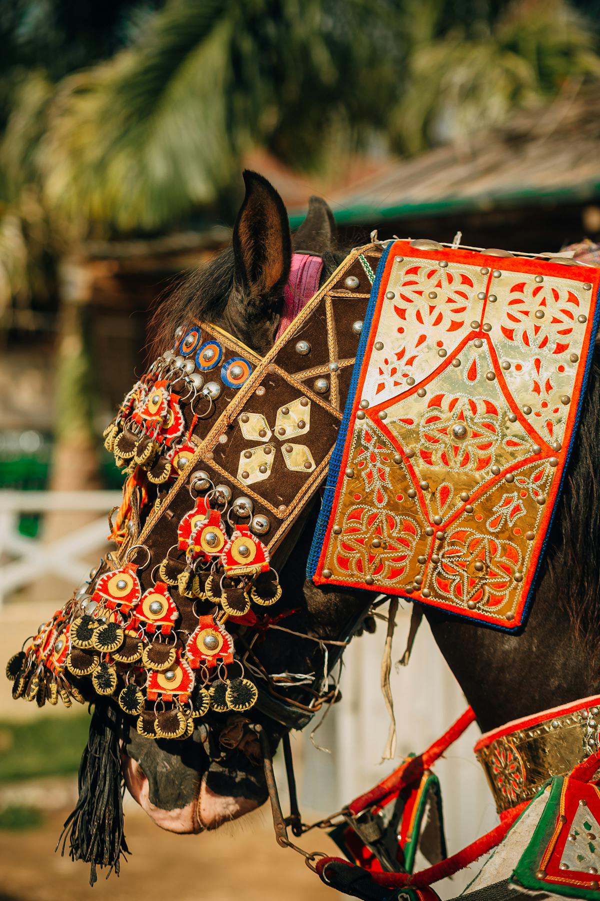 Pasola Warrior