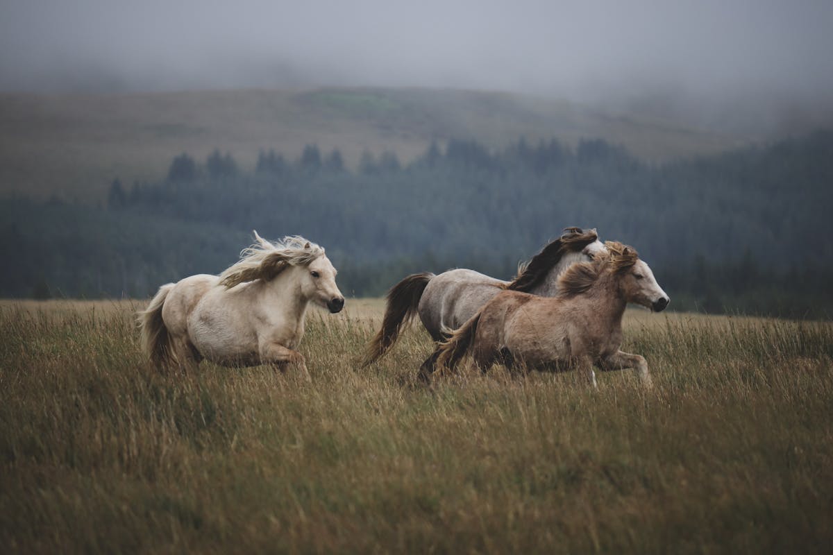 Wild Horses of Sumba